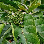 Ehretia cymosa Bois malgache Boraginaceae Pot E 22.jpeg