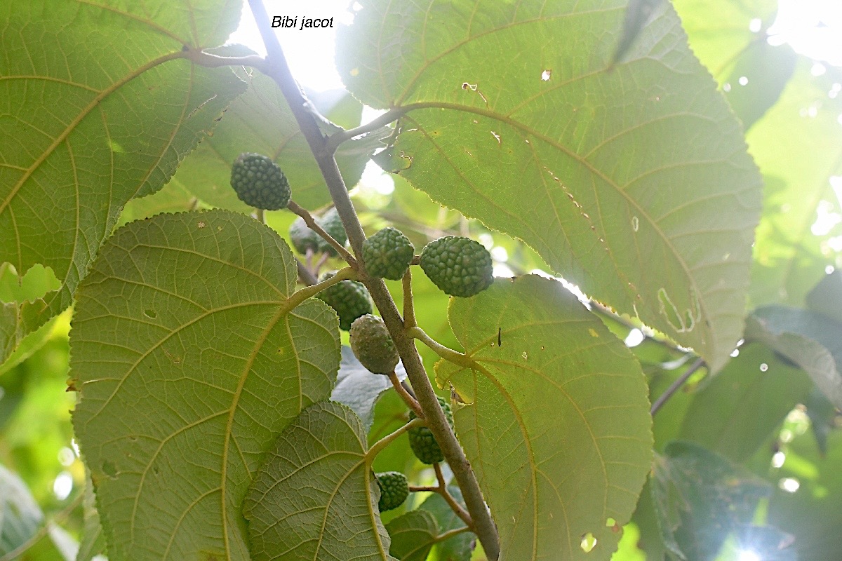 Guazuma ulmifolia Bibi jacot Malvaceae 2221.jpeg