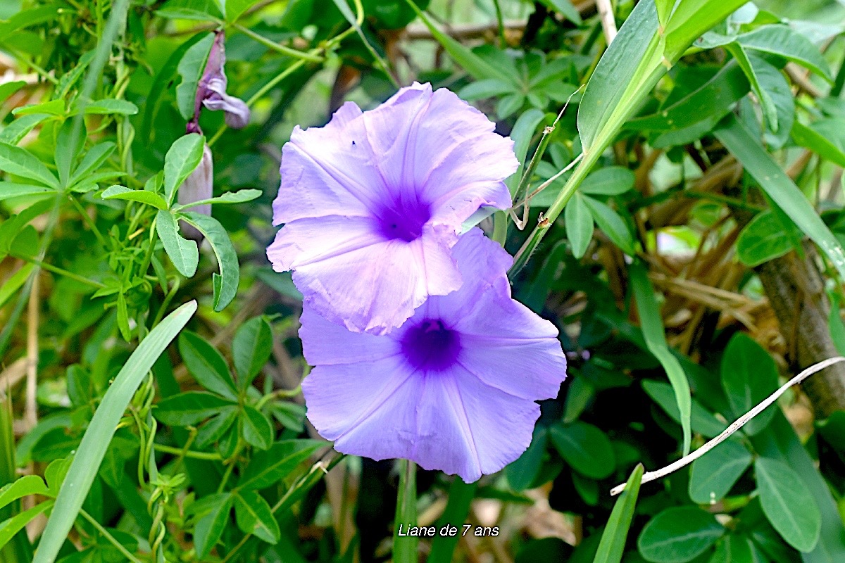 Ipomea cairica Liane de 7 ans Convolvulaceae Amphinaturalisé 2254.jpeg