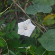 Ipomoea obscura Convolvulaceae Amphinaturalisé 2210.jpeg