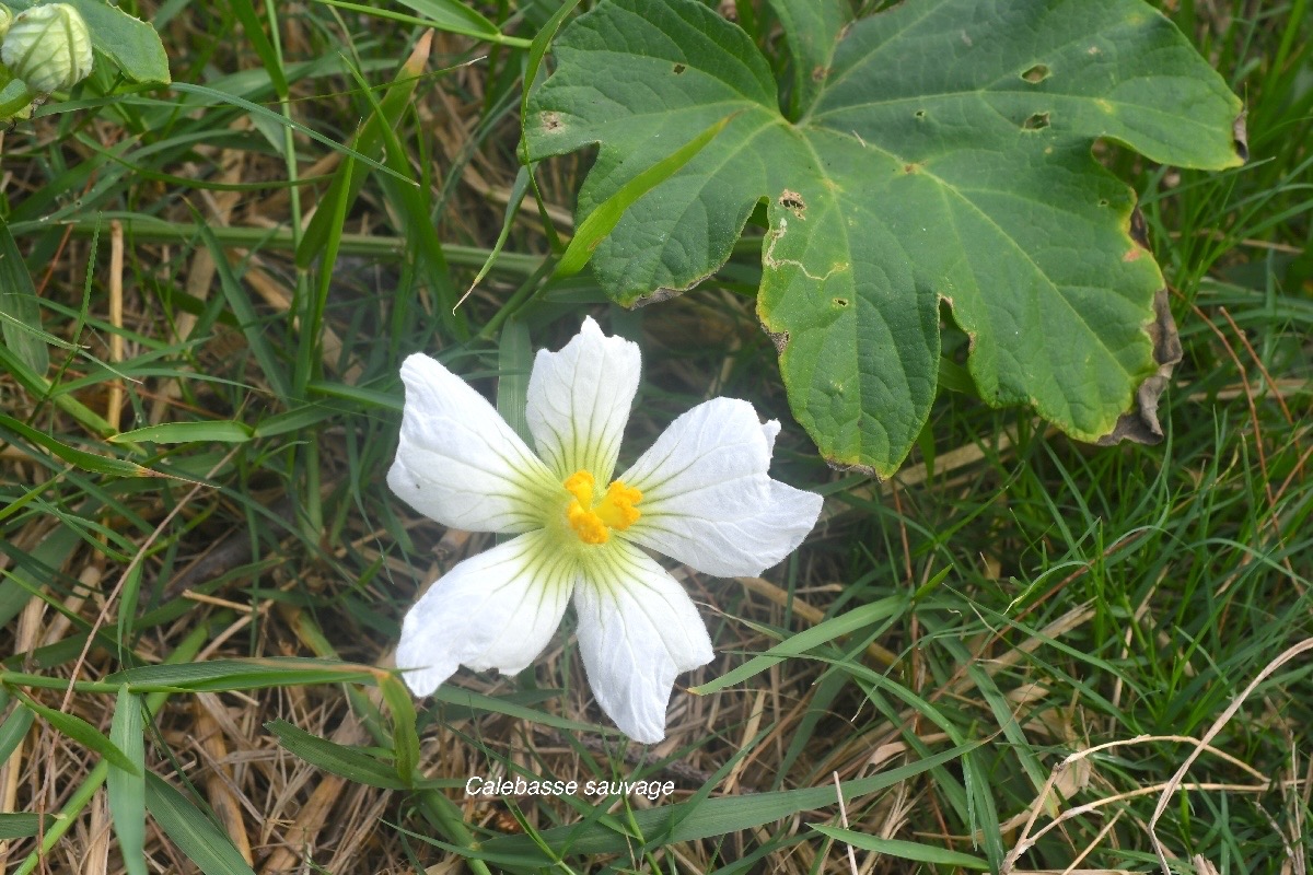 Lagenaria sphaerica Calebasse sauvage Cucurbitaceae Sténonaturalisé 2231.jpeg