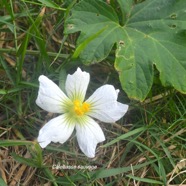 Lagenaria sphaerica Calebasse sauvage Cucurbitaceae Sténonaturalisé 2231.jpeg