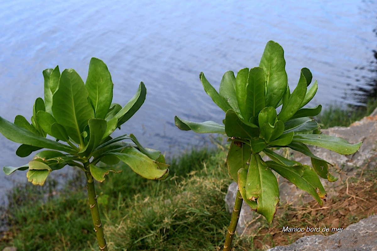 Scaevola taccada Manioc bord de mer Goodeniaceae Indigène La Réunion 2232.jpeg