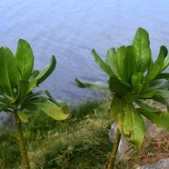 Scaevola taccada Manioc bord de mer Goodeniaceae Indigène La Réunion 2232.jpeg