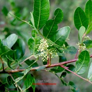 Schinus terebinthifolia Baie rose Anacardiaceae E E 2209.jpeg