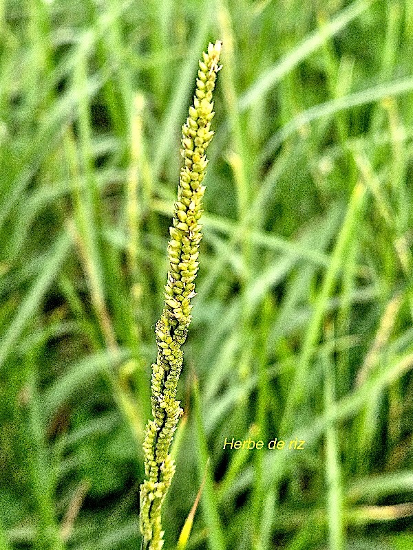 Setaria geminata Herbe de riz Poaceae Cryptogène 02.jpeg