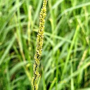 Setaria geminata Herbe de riz Poaceae Cryptogène 02.jpeg