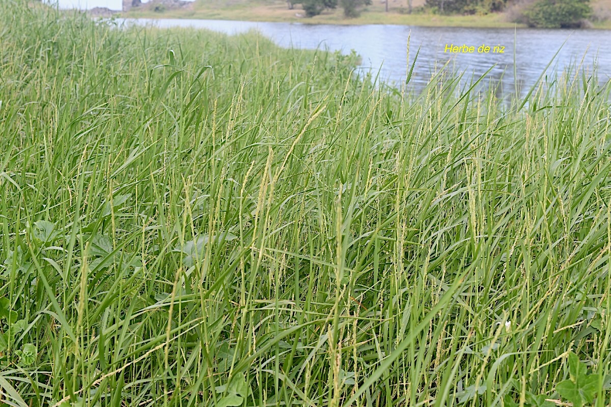 Setaria geminata Herbe de riz Poaceae Cryptogène 2230.jpeg