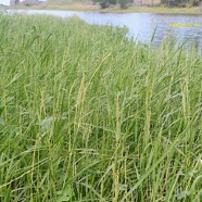 Setaria geminata Herbe de riz Poaceae Cryptogène 2230.jpeg