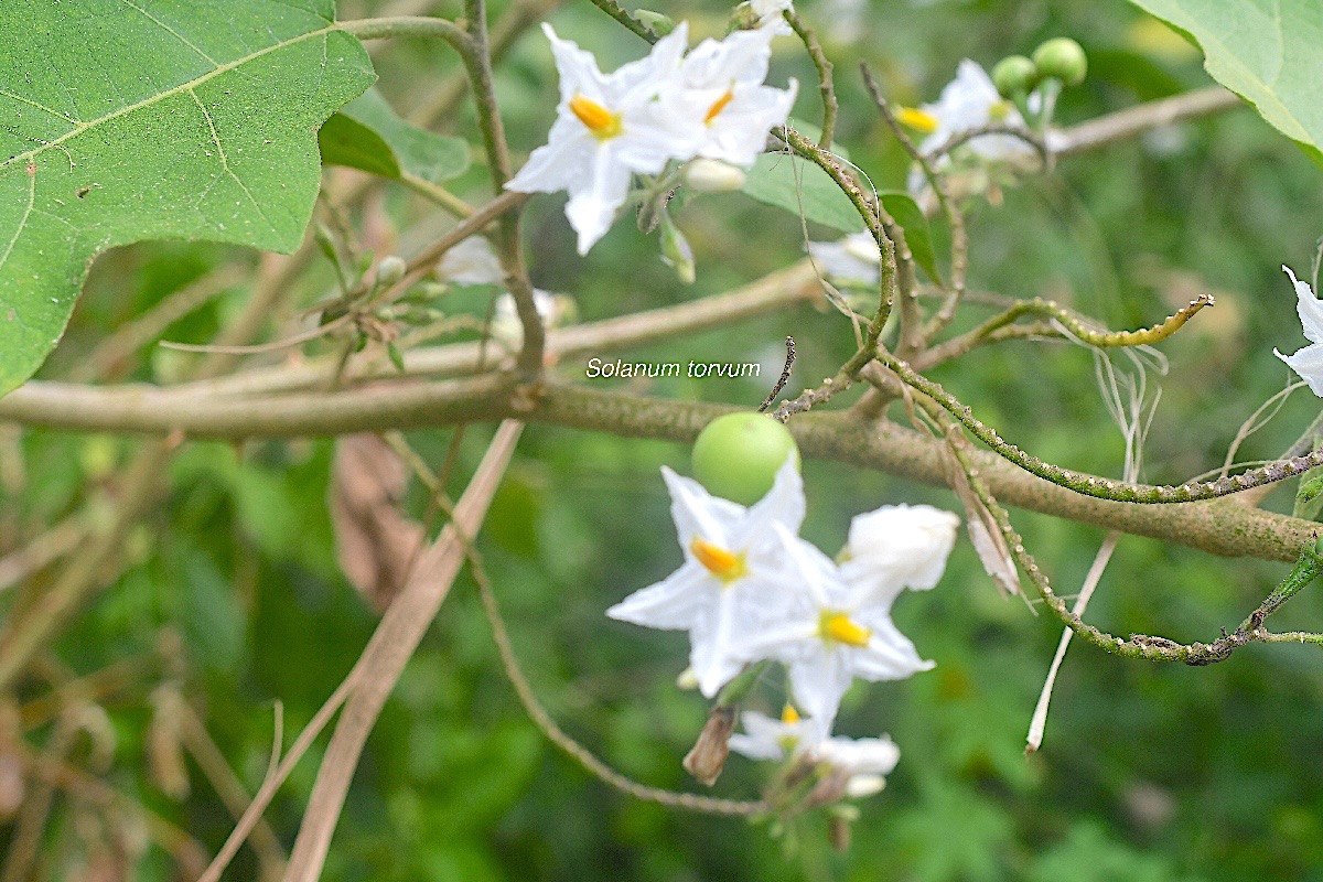 Solanum torvum Solanaceae Sténonaturalisé 2262.jpeg