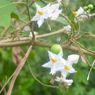 Solanum torvum Solanaceae Sténonaturalisé 2262.jpeg