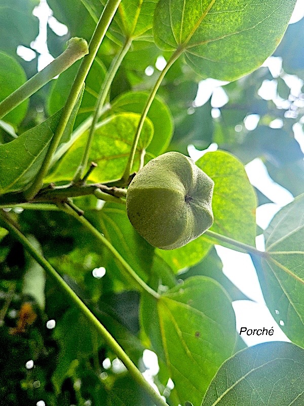 Thespesia populnea Porché Malvaceae Indigène La Réunion 45.jpeg