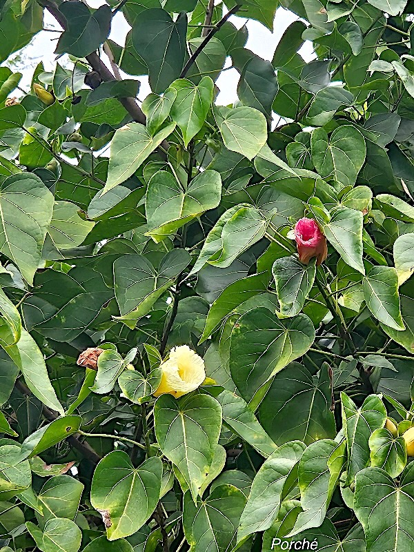 Thespesia populnea Porché Malvaceae Indigène La Réunion 53.jpeg