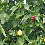 Thespesia populnea Porché Malvaceae Indigène La Réunion 53.jpeg