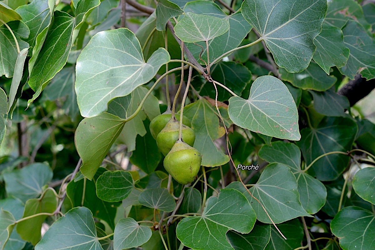 Thespesia populneoides Porché Malvaceae Indigène? 2277.jpeg