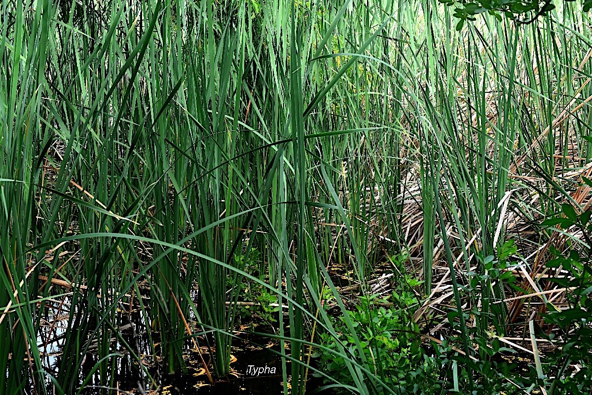 Thypha domingensis Typha Typhaceae Indigène La Réunion  2192.jpeg