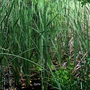 Thypha domingensis Typha Typhaceae Indigène La Réunion  2192.jpeg