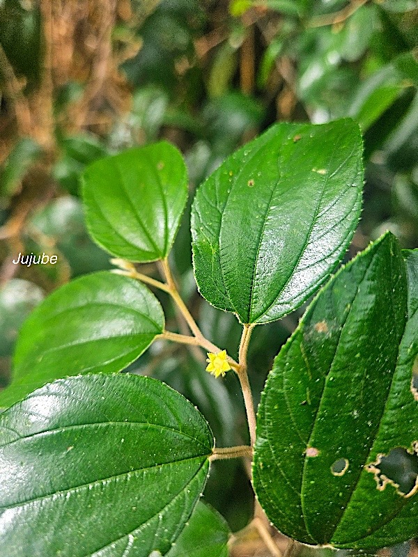 Ziziphus mauritiana Jujube Rhamnaceae Pot E 59.jpeg