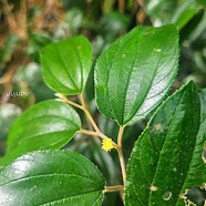 Ziziphus mauritiana Jujube Rhamnaceae Pot E 59.jpeg