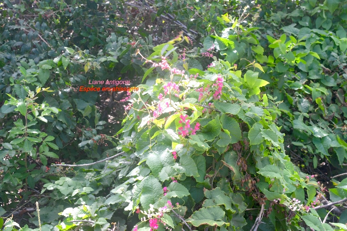 Antigonon leptopus Liane antigone Polygonaceae E.jpeg