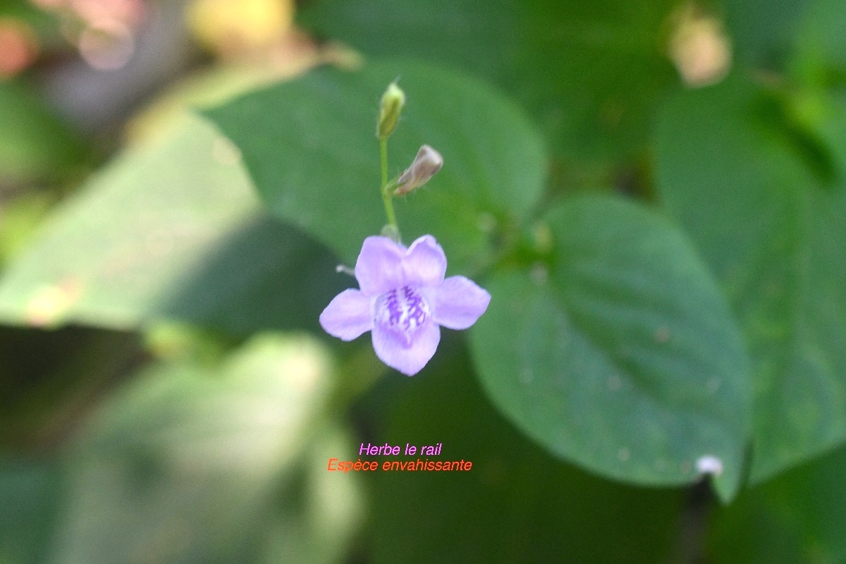 Asystasia gangenica ssp micrantha Herbe le rail Acanthaceae E.jpeg