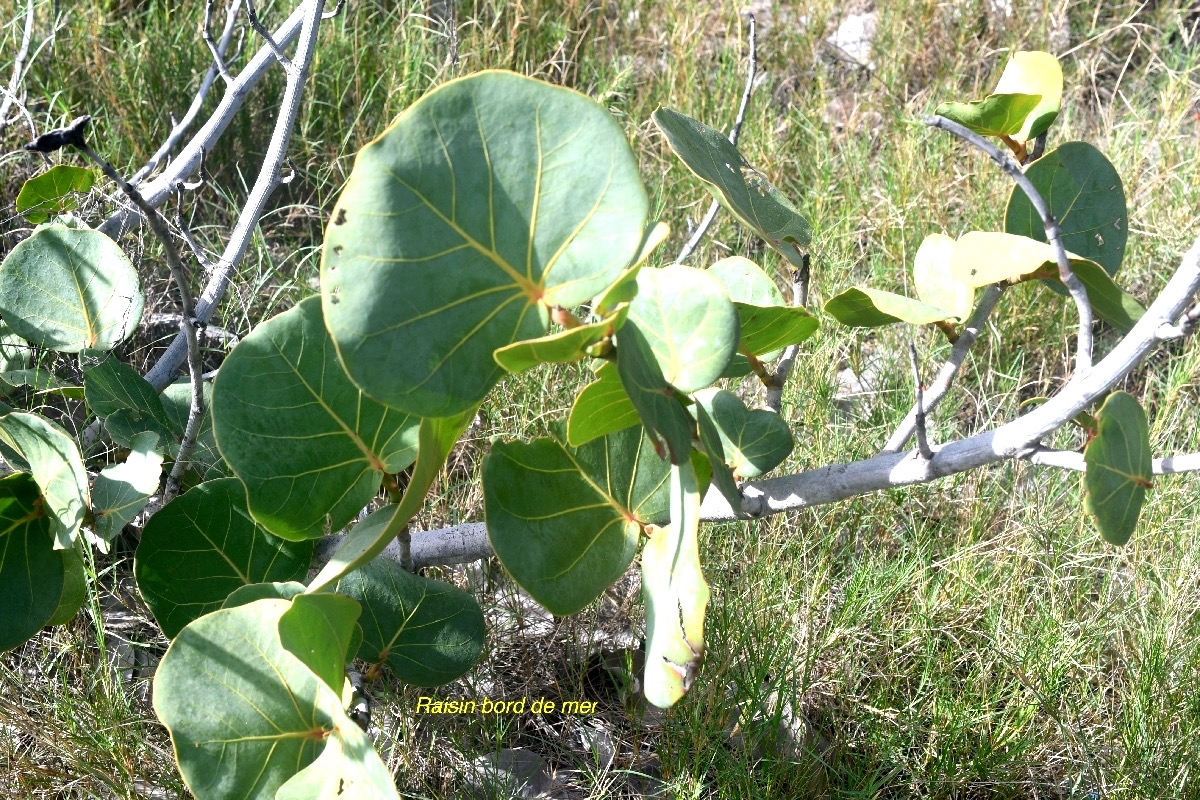 Coccoloba uvifera Raisin bord de mer Polygonaceae Antilles, Amérique 8589.jpeg