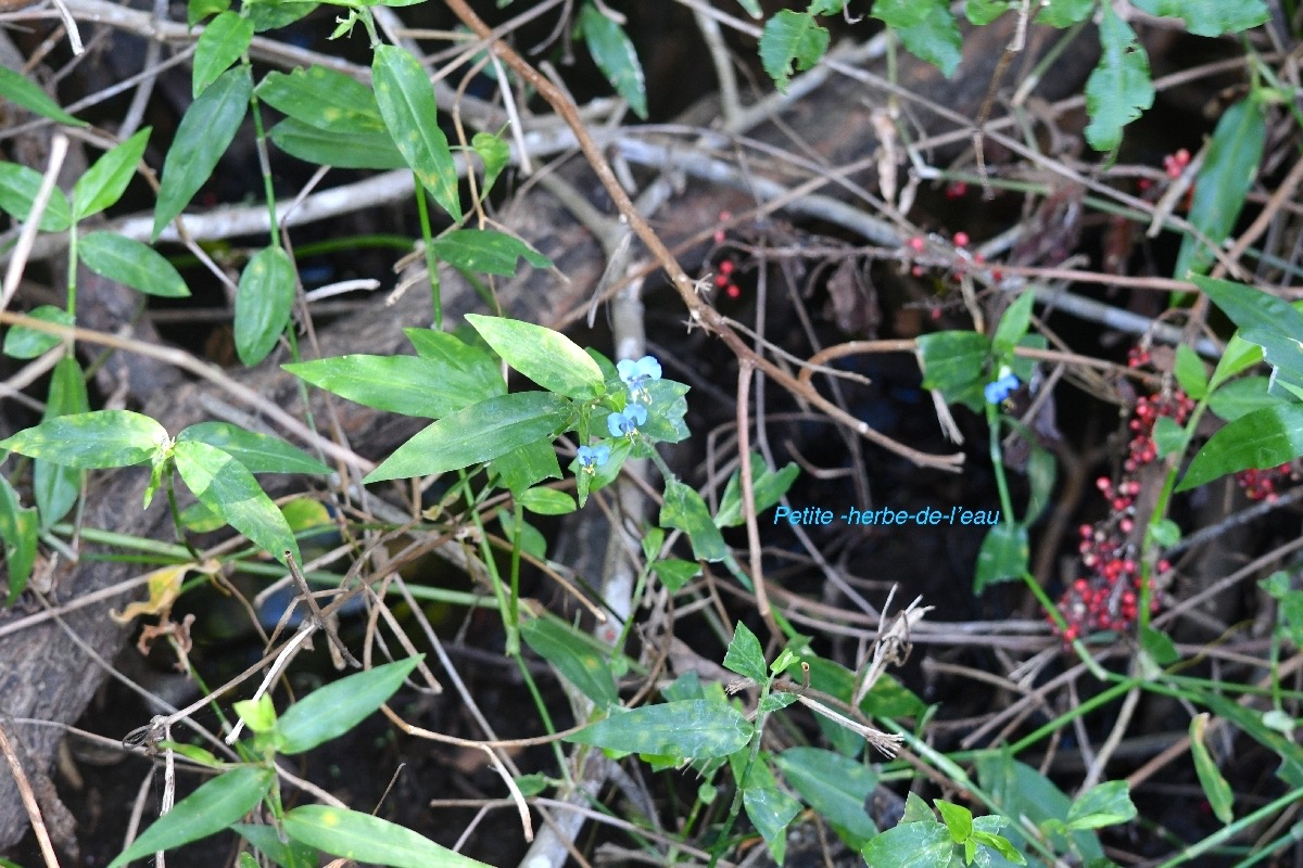 Commelina diffusa Petite -herbe -de l'eau Commelinaceae Espèce adventive 8524.jpeg