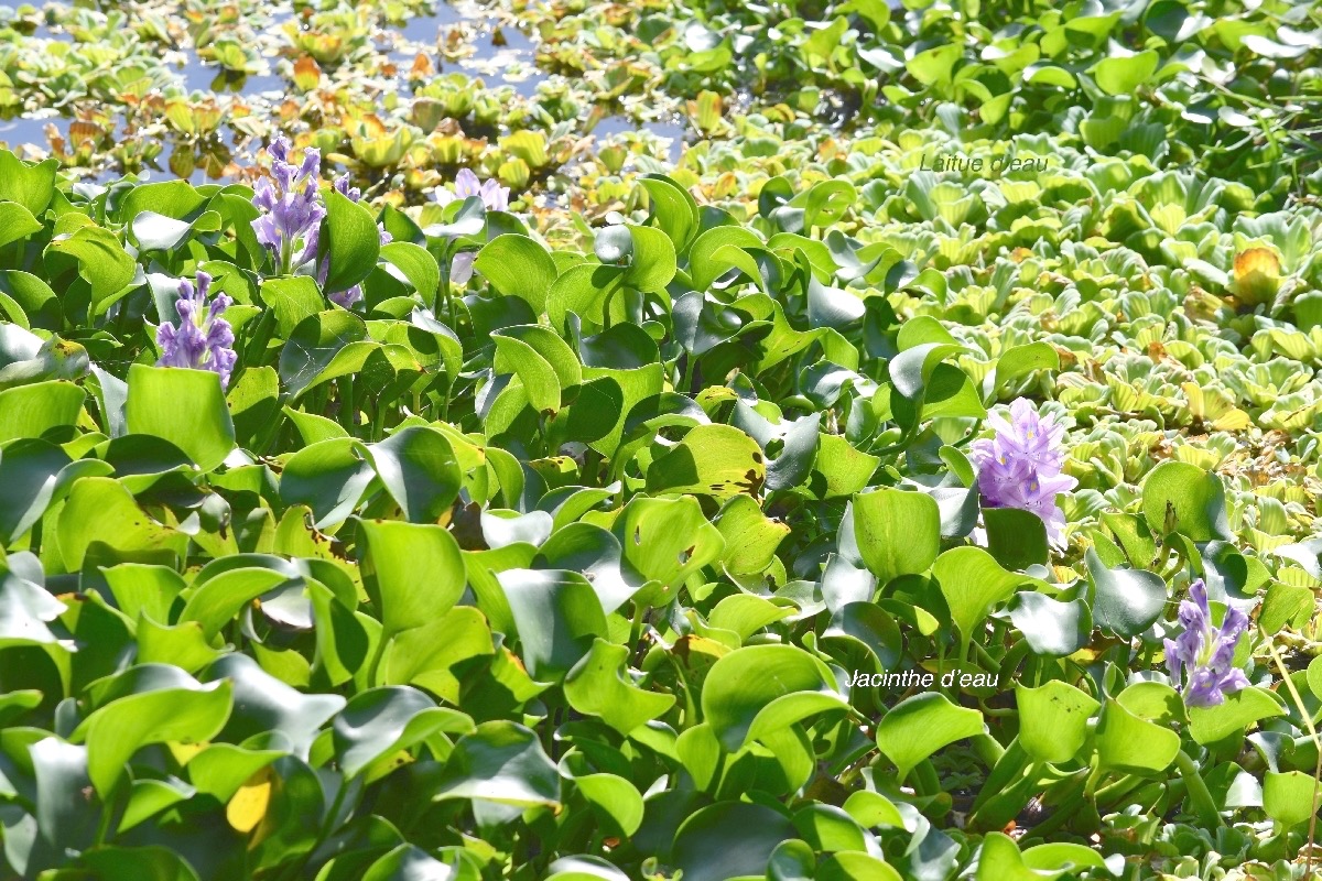 Eichhornia crassipes Jacinthe d'eau Pontederiaceae  E.jpeg