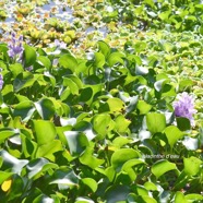 Eichhornia crassipes Jacinthe d'eau Pontederiaceae  E.jpeg