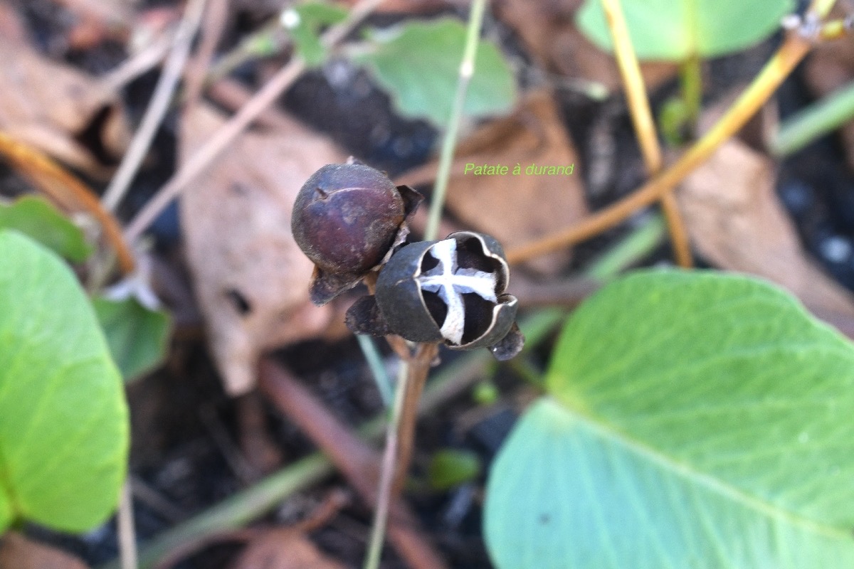 Ipomoea pes-caprae Patate à Durand Convolvulaceae Pantropicala 8577.jpeg