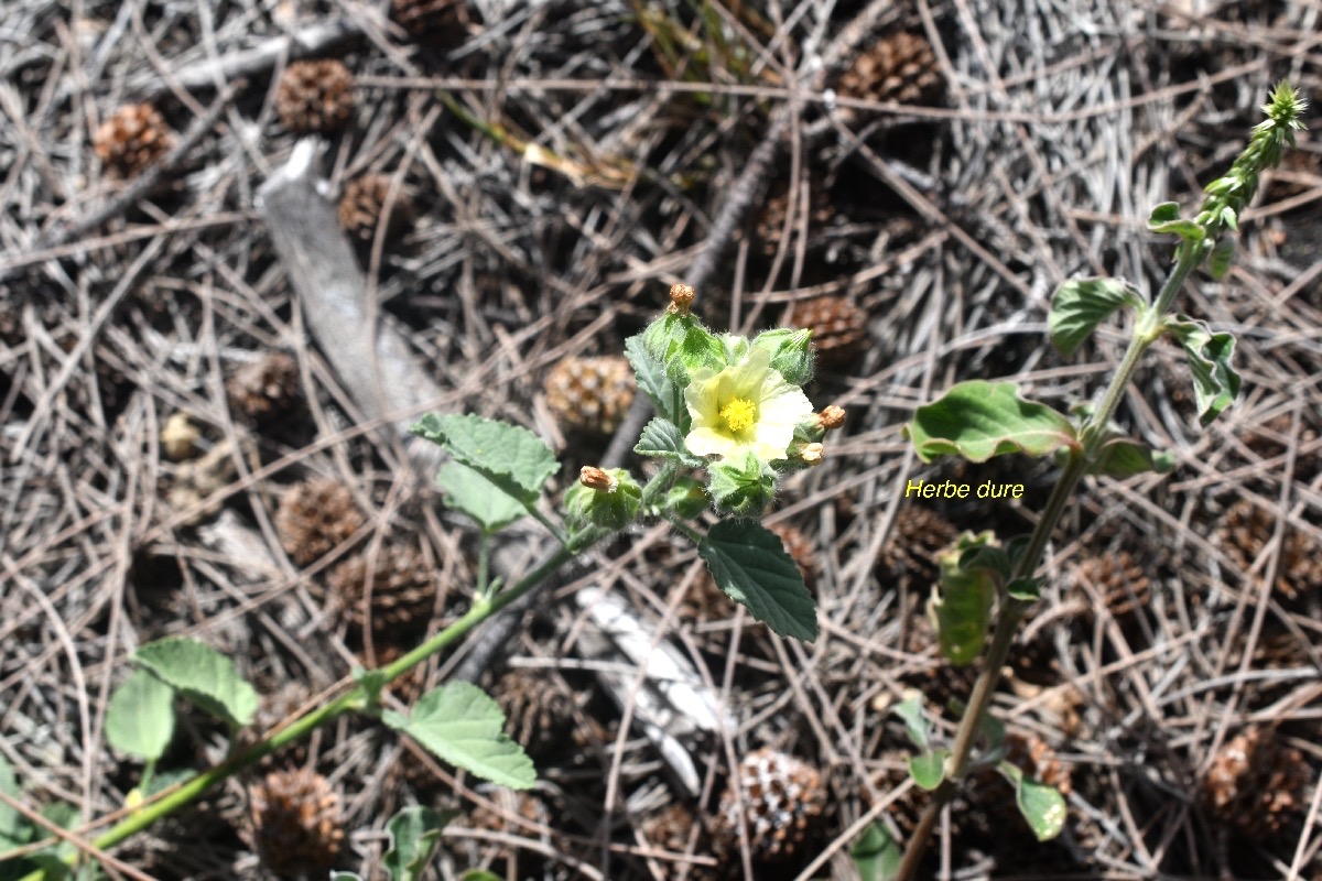 Malvastrum coromandelianum Herbe dure Malvaceae Adventive 8588.jpeg