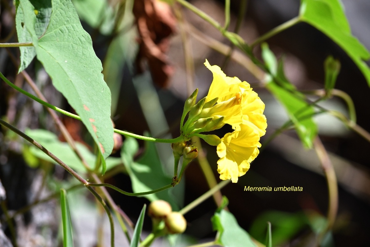 Merremia umbellata Convolvulaceae Espèce adventive 8560.jpeg