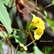 Merremia umbellata Convolvulaceae Espèce adventive 8560.jpeg