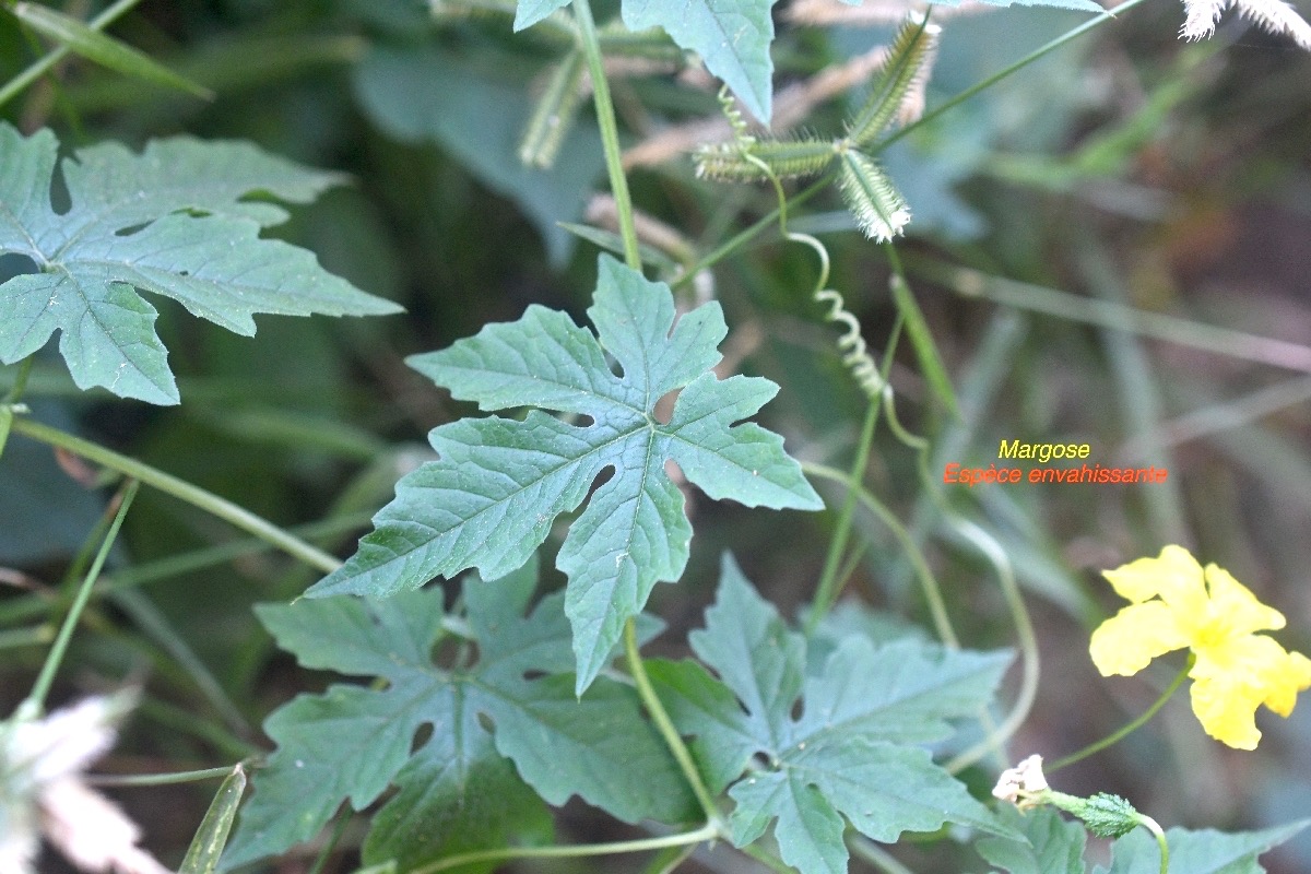 Momordica charantia Margose Cucurbitaceae E.jpeg