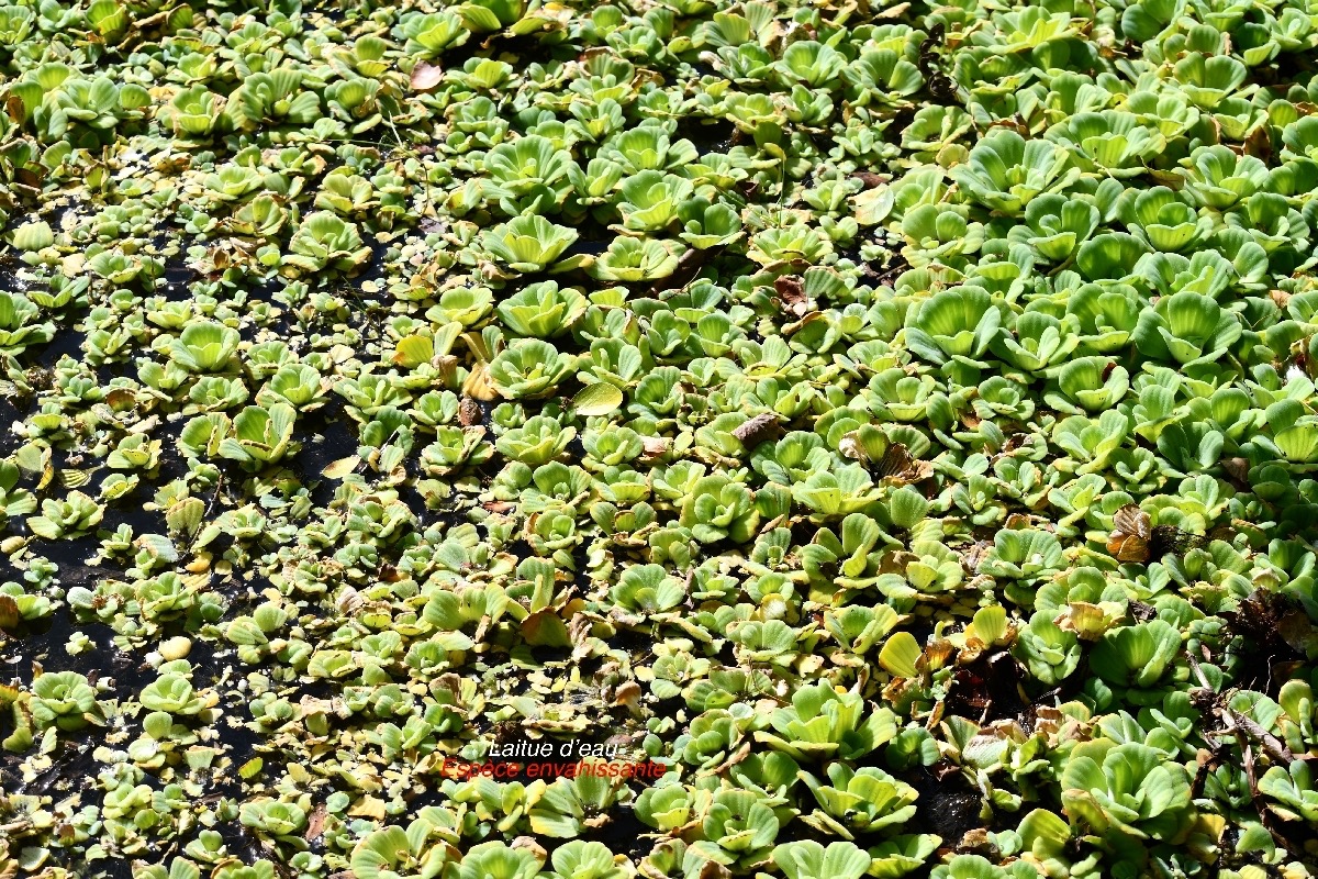 Pistia stratiotes Laitue d'eau Araceae E.jpeg