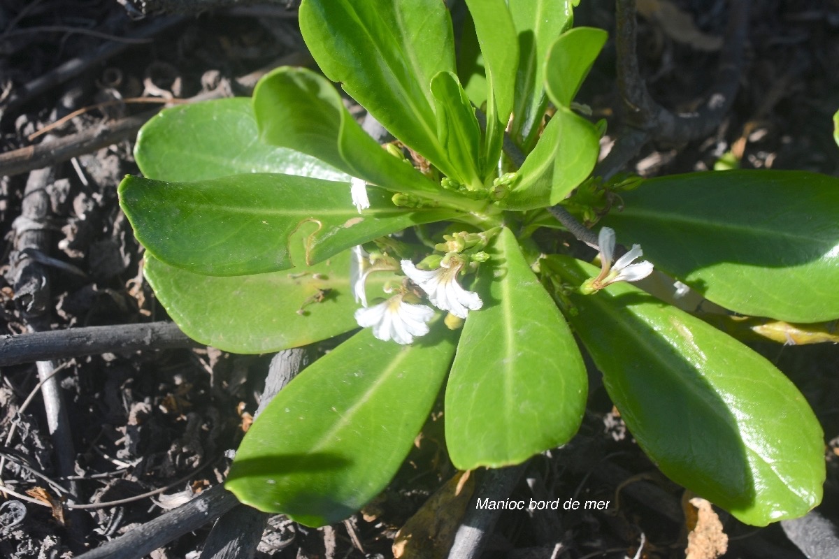 Scaevola taccada Manioc bord de mer  Goodeniaceae Indigène La Réunion 8602.jpeg