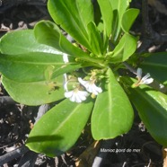 Scaevola taccada Manioc bord de mer  Goodeniaceae Indigène La Réunion 8602.jpeg