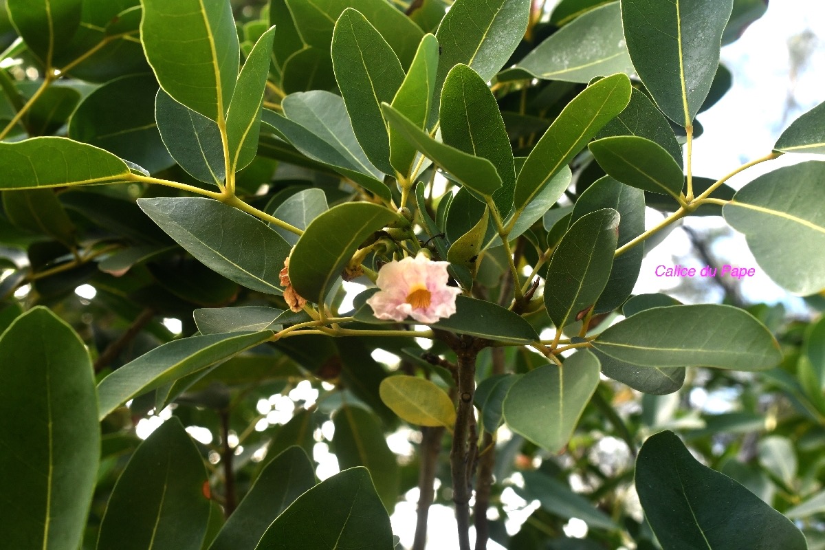 Tabebuia heterophylla Calice du Pape Bignoniaceae Antilles 8592.jpeg