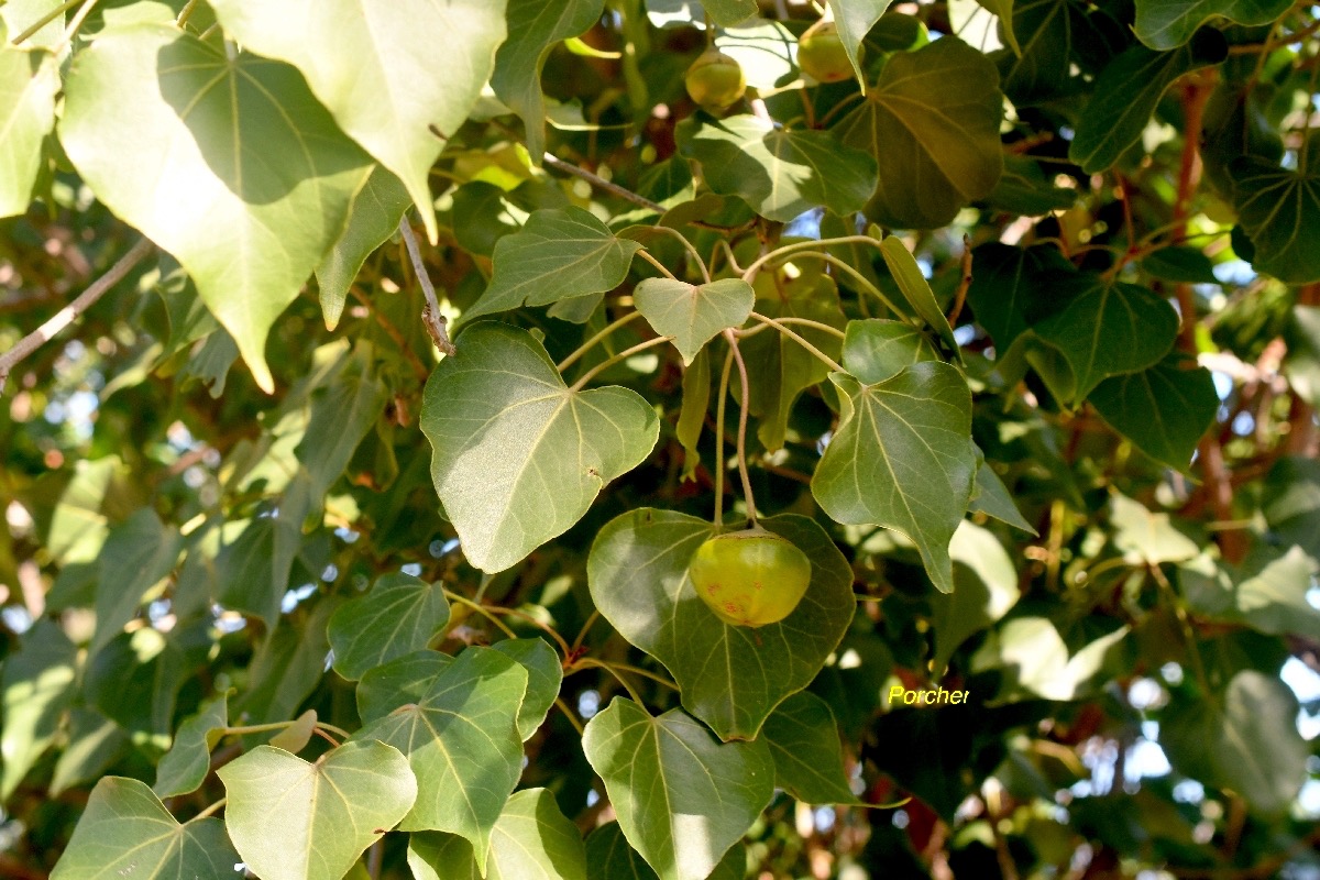 Thespesia populnea Porcher Malvaceae Indigène La Réunion 8600.jpeg