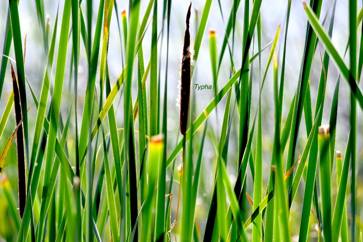 Typha domingensis Typha Typhaceae Indigène La Réunion 8536.jpeg