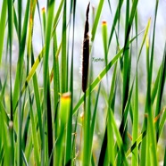 Typha domingensis Typha Typhaceae Indigène La Réunion 8536.jpeg