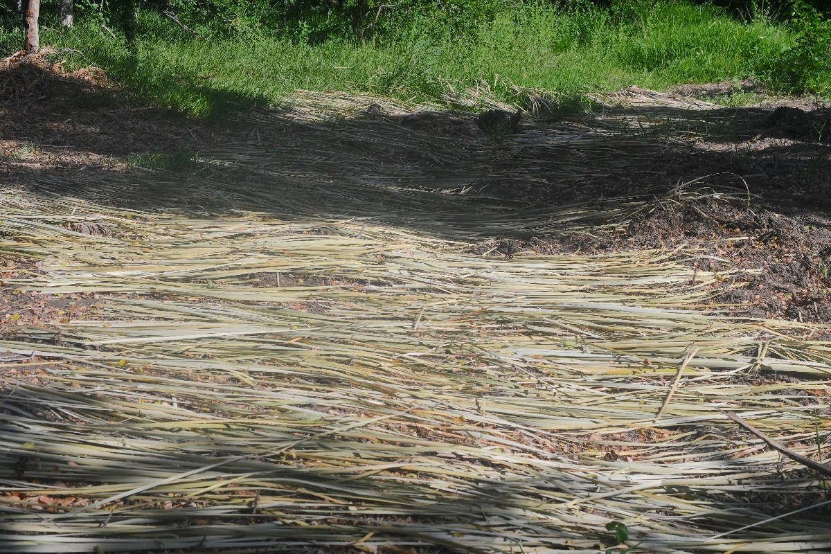 Typha pour l'empaillage des chaises du Gol 8538.jpeg