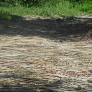 Typha pour l'empaillage des chaises du Gol 8538.jpeg