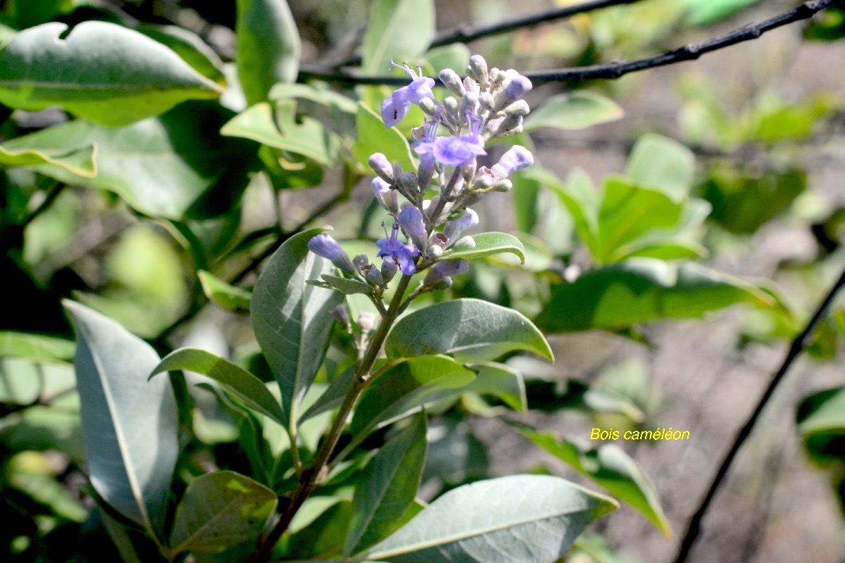 Vitex trifolia Bois caméléon Lamiaceae Potentiellement envahissante 8582.jpeg