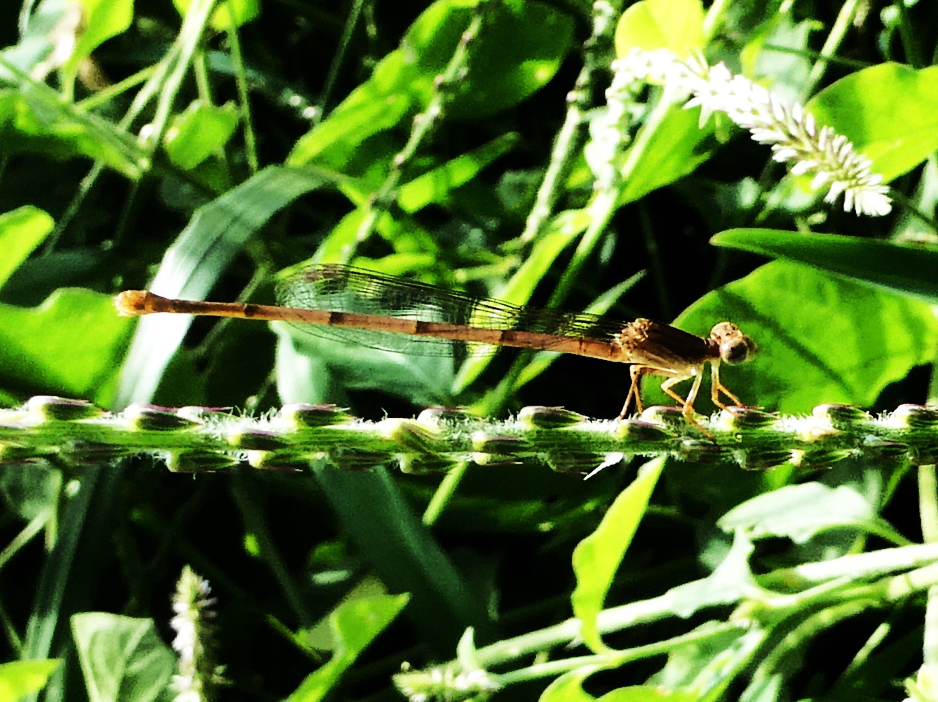 Ceragrion glabrum femelle.JPG