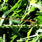 Ceragrion glabrum femelle.JPG