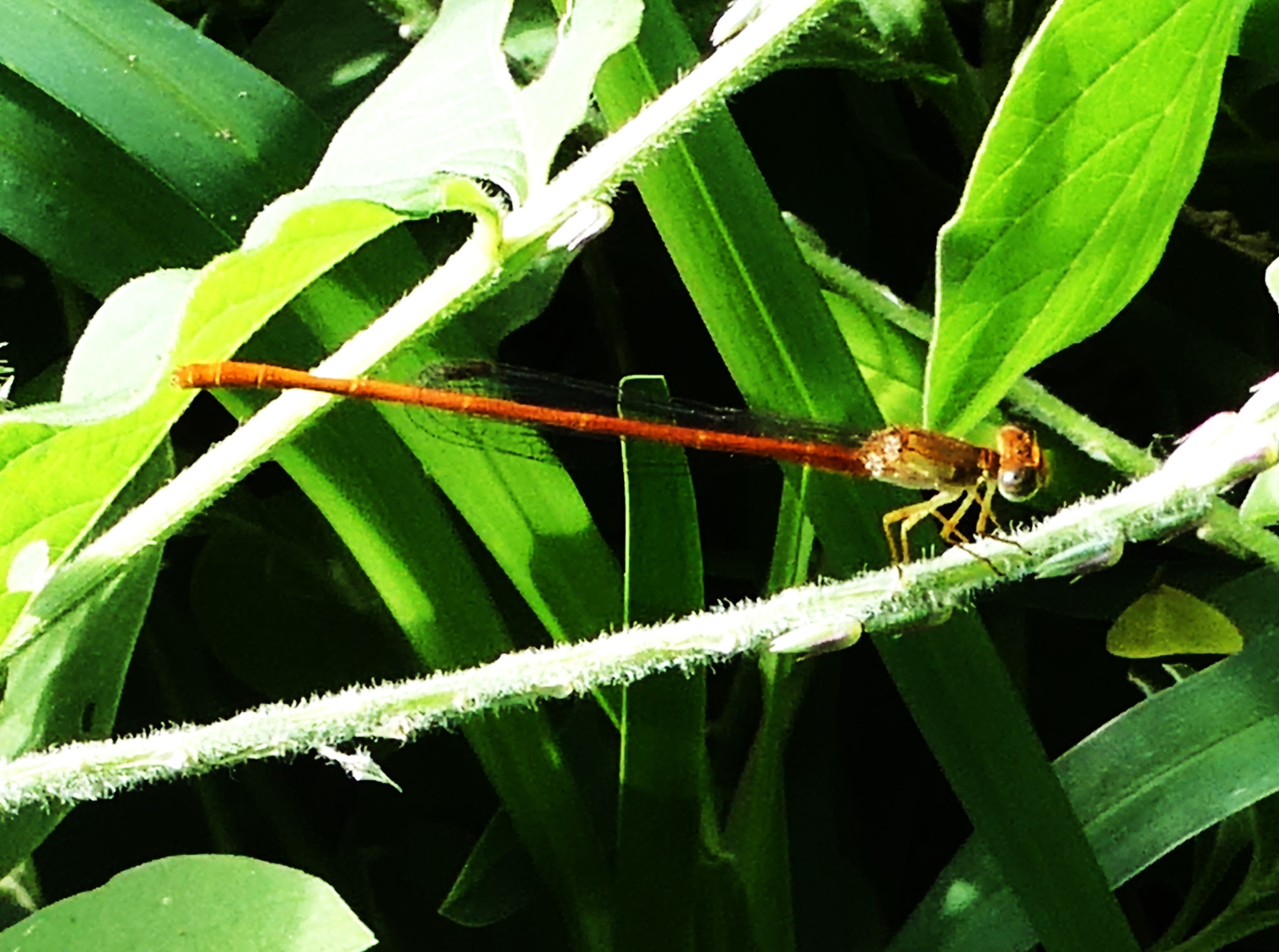 Ceragrion glabrum mâle (3).JPG