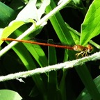 Ceragrion glabrum mâle (3).JPG