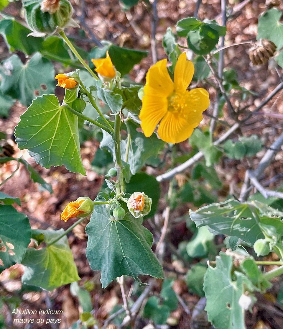 Abutilon indicum.mauve du pays.malvaceae.assimilé indigène..jpeg