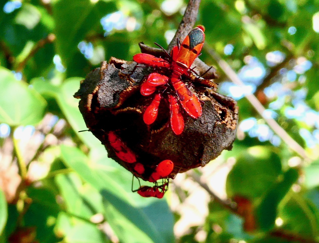 Adulte et larves à différents stades larvaires de Dysdercus fasciatus.punaise terrestre se nourissant sur un fruit très mûr de porché (Thespesia populnea ).jpeg